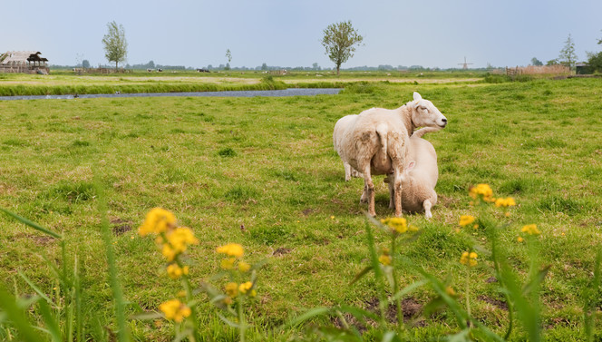 wandelen