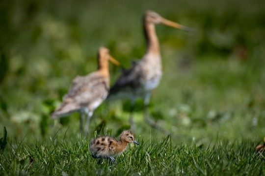 Vogelspotten Drachten